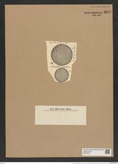 Coscinodiscus vigilans A. Schm. (de-Toni-Nr.: Genus 202, Species 4886) Zeichnungen Sammlung Grunow Nr. 8646 (NHMW-BOT-W0378047)